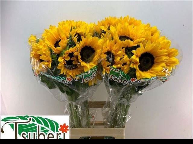 <h4>HELIANTHUS AN. 'ORANGE FIRE'</h4>