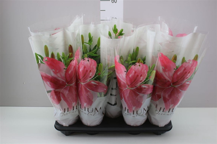 <h4>Lil Az Gemengd 3pp</h4>