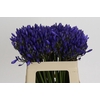 Agapanthus EYFORI Blue