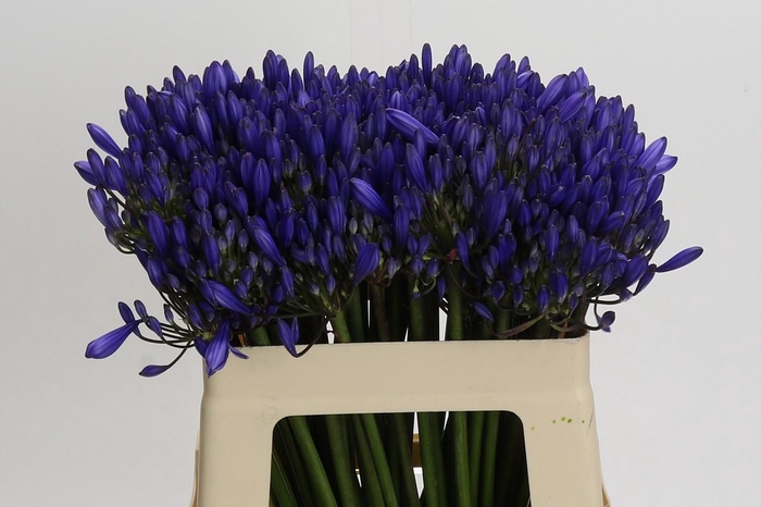 <h4>Agapanthus EYFORI Blue</h4>