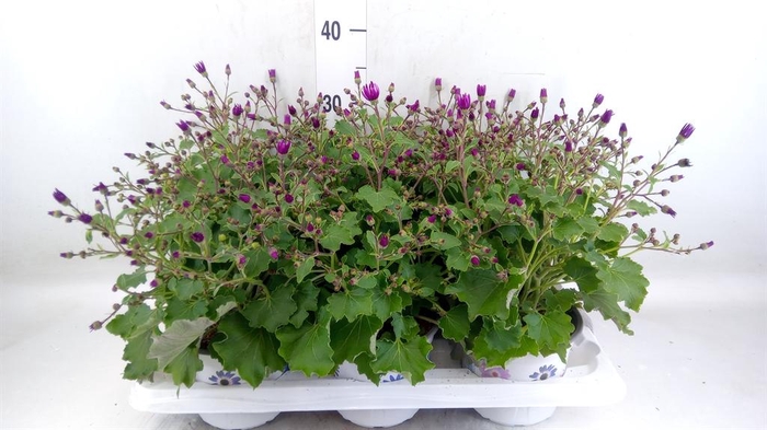 <h4>Pericallis cr. 'Senetti Magenta'</h4>