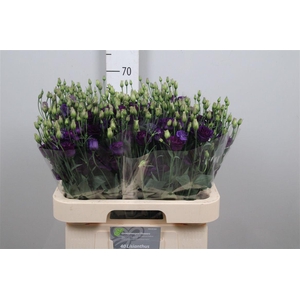 Eus G Minuet Dark Purple