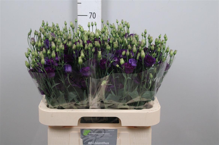 <h4>Eus G Minuet Dark Purple</h4>