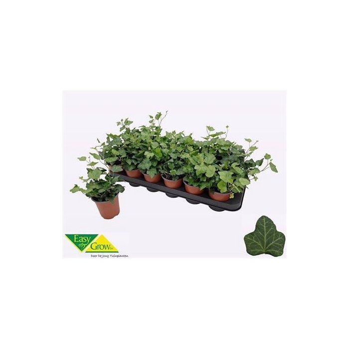 <h4>Hed He Wonder</h4>