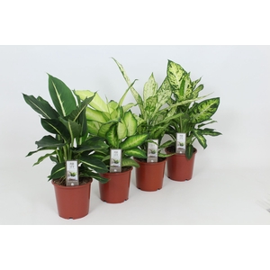 Dieffenbachia gemengd