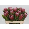 Protea Pink Ice