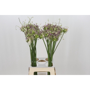 Allium Green Drops