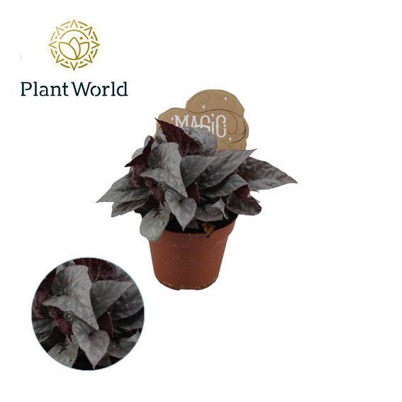 <h4>Begonia Magic Colours Silver Limbo</h4>