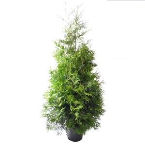 Thuja occ. Brabant, plantmaat 160-180 cm - Rondgestoken -