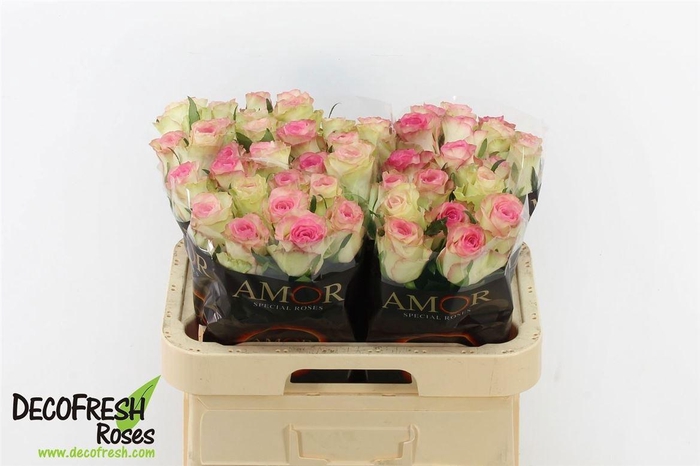 <h4>R Gr Ov Roze</h4>