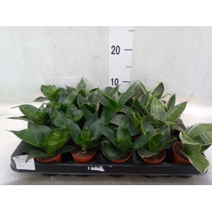 Sansevieria trifa.   ...