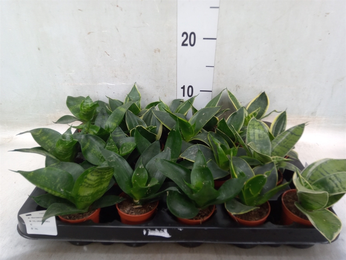 <h4>Sansevieria trifa.   ...</h4>
