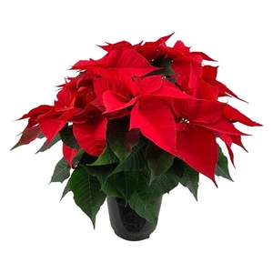 Poinsettia Christmas Feelings Red 12 + schermen