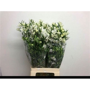 DELPH EN MORPHO SILKY WHITE