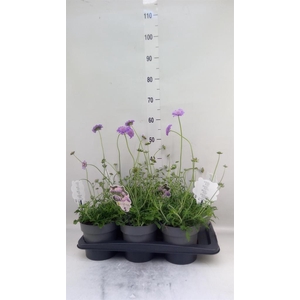 Scabiosa columb. 'Butterfly Blue'