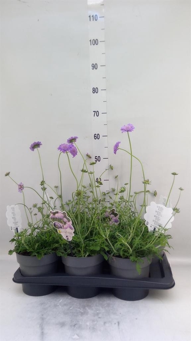 <h4>Scabiosa columb. 'Butterfly Blue'</h4>