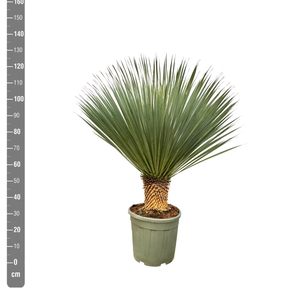YUC ROSTRATA