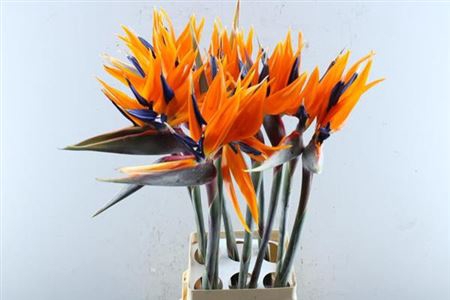 <h4>Strel Reginae Bloem</h4>