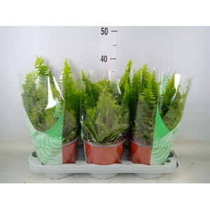 Nephrolepis exal. 'Green Moment'