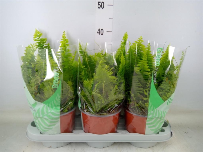 <h4>Nephrolepis exal. 'Green Moment'</h4>