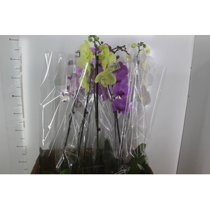 PHALAENOPSIS P15 MIN 8 FLS