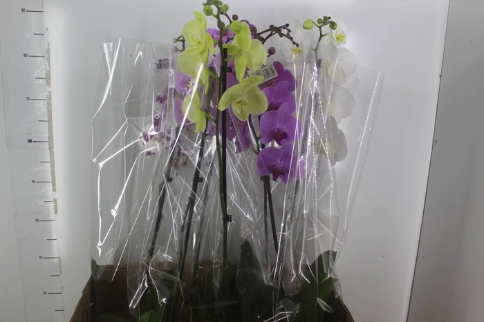 <h4>PHALAENOPSIS P15 MIN 8 FLS</h4>