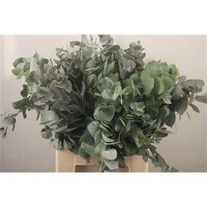 Euc Cinerea Per Bunch Za Extra 300 Gram