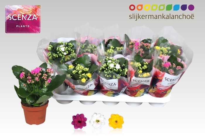 <h4>Kal Ge Gem 3 Kl</h4>