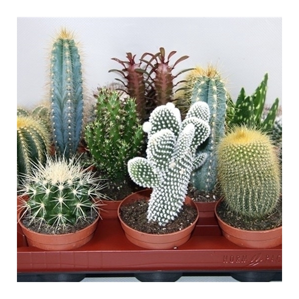 <h4>94 Cactus gemengd 8,5 cm</h4>