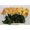 Dahlia Dalmuti Cavalier