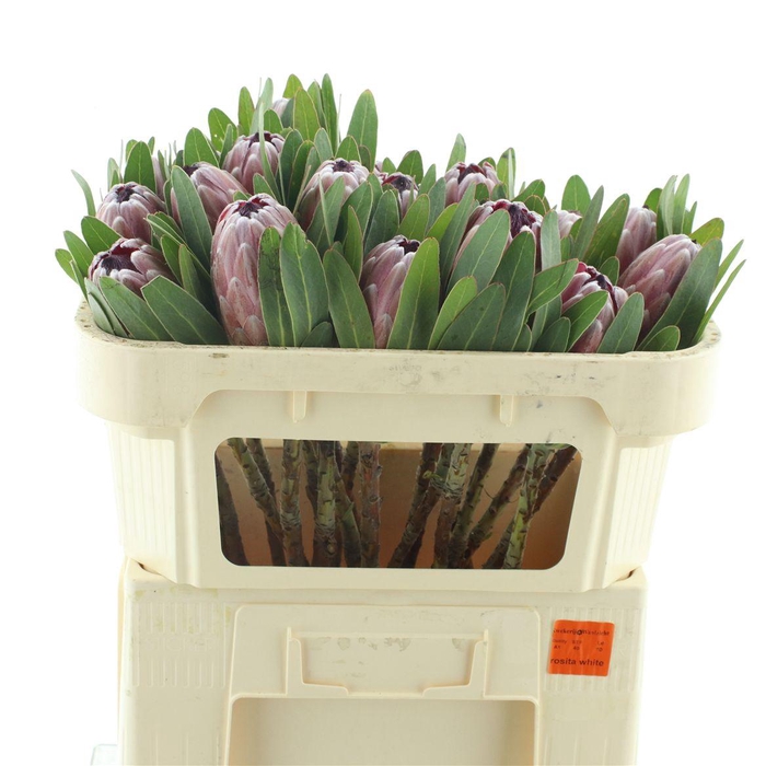 <h4>Protea Pink Ice</h4>