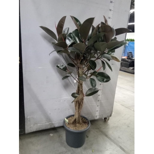 Ficus elastica 'Burgundy'