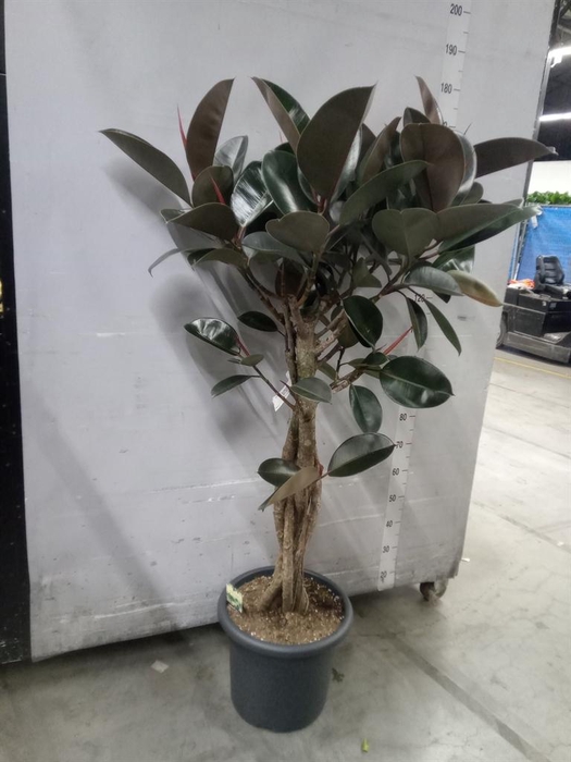 <h4>Ficus elastica 'Burgundy'</h4>