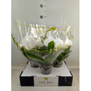 Phalaenopsis   ...white