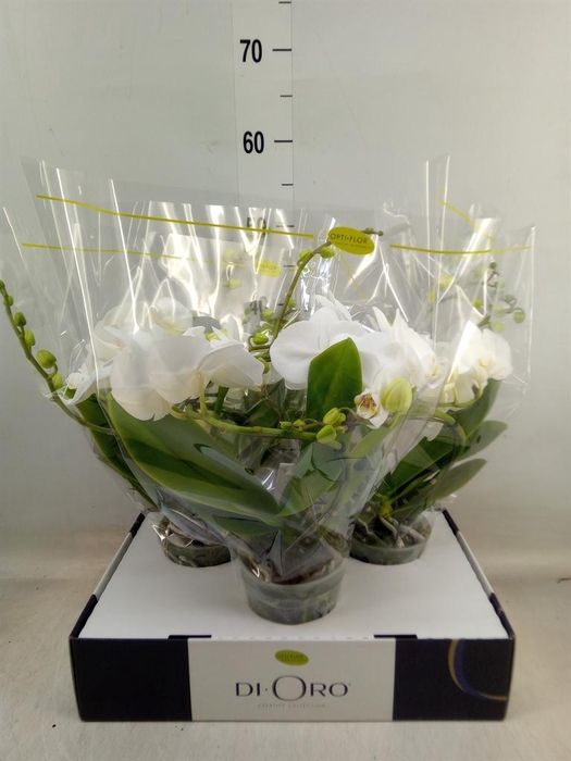 <h4>Phalaenopsis ...white</h4>