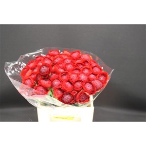 Cloni Extra Pure Red