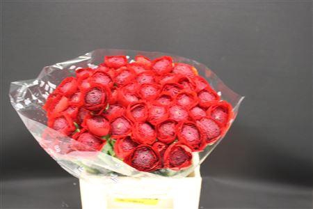 <h4>Cloni Extra Pure Red</h4>