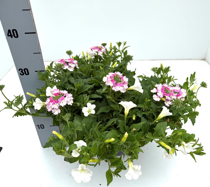 <h4>PERKPL GEM IN POT</h4>