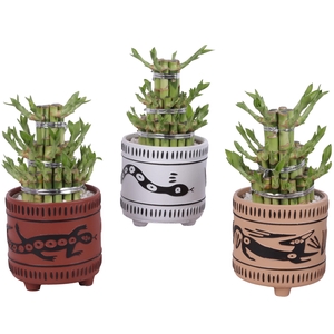 Lucky Bamboo Shape Round 3S Ø14cm Ceramic EV664