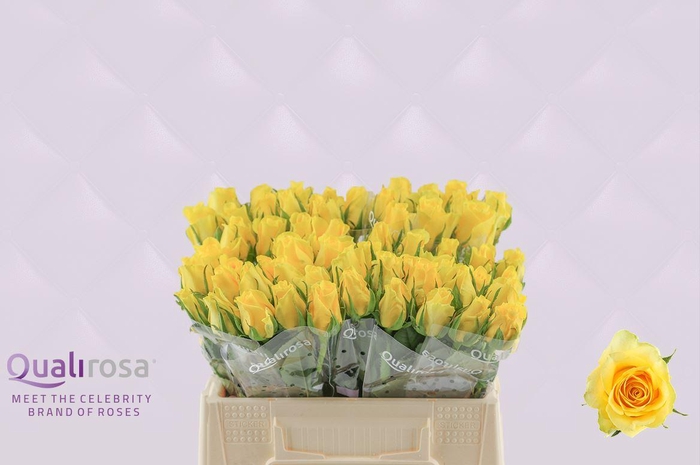 <h4>R Gr Moonwalk</h4>