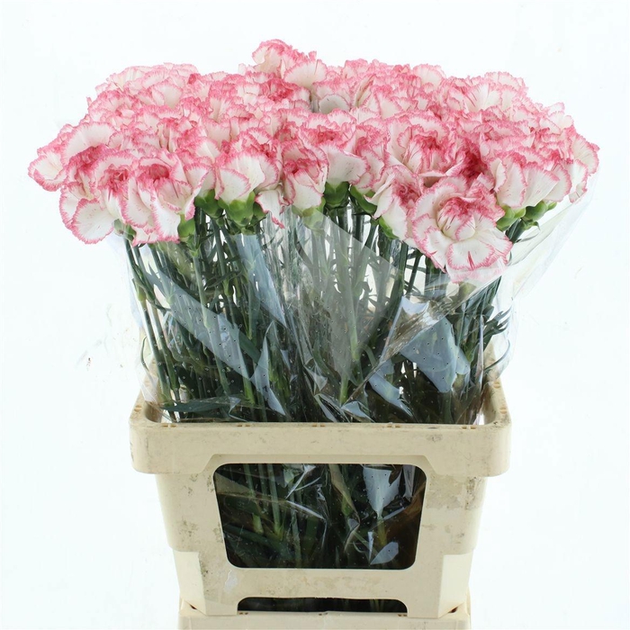 <h4>DI ST POIROT BIANCO</h4>