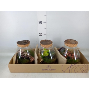 Arr.   Kamerplant Groen H%