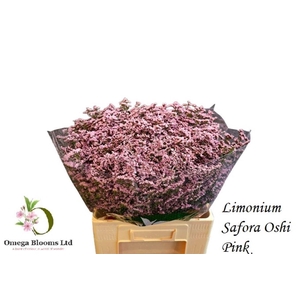 Lim Safora Oshi Pink
