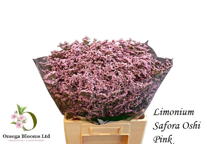 <h4>Lim Safora Oshi Pink</h4>
