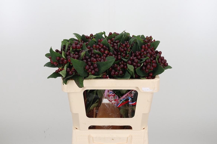 <h4>Hyp Globo Burgundy</h4>