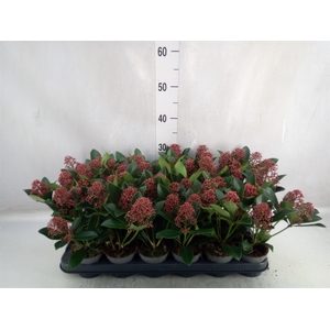 Skimmia jap. 'Rubella'