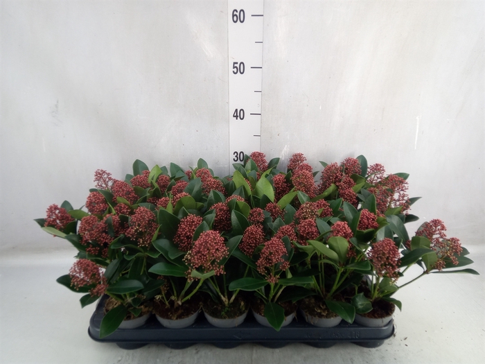 Skimmia jap. 'Rubella'