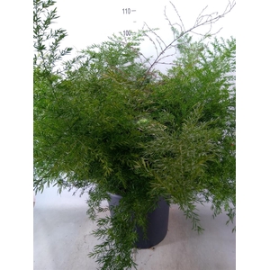 Asparagus dens. 'Cwebe'