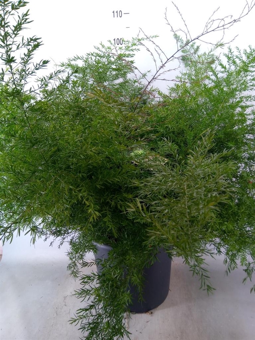 <h4>Asparagus dens. 'Cwebe'</h4>