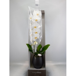 Phalaenopsis   ...white